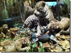 2010-11-NH Leopards