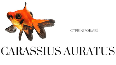 CARASSIUS-AURATUS-goldfish