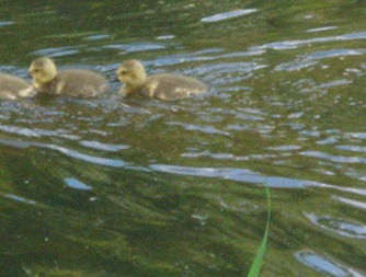 21mei2010 023