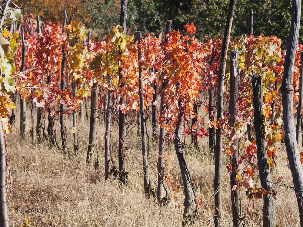 Un fine settimana tra i vigneti delle Langhe