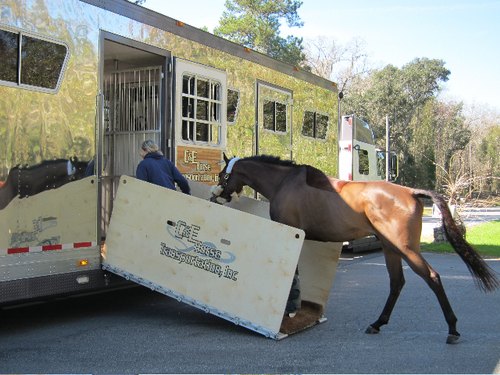 The Need to Transport Horses and The Role of Equine Transportation Companies