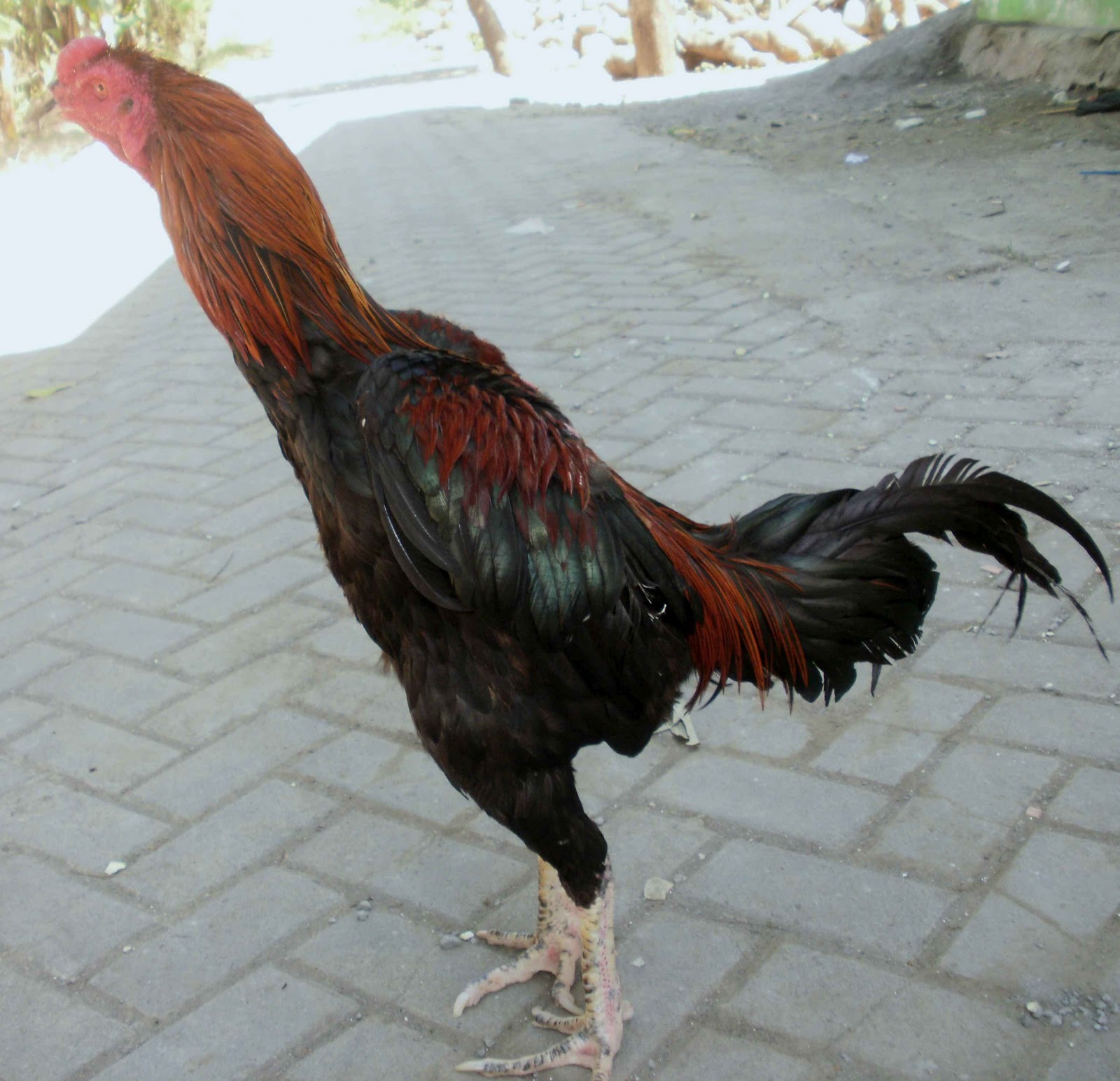 Ternak Ayam Bangkok  Berkwalitas Dari Pacekan F1 Sifat 
