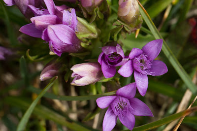 Gentianella germanica – Chiltern Gentian (Genzianella tedesca)