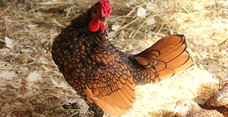  Vos poules perdent leurs plumes qu’est ce que ça veut dire ?