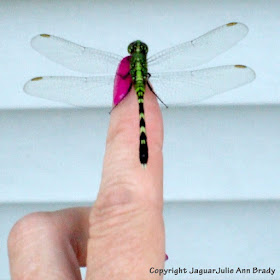 Green dragonfly on my finger