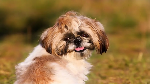 Shih Tzu