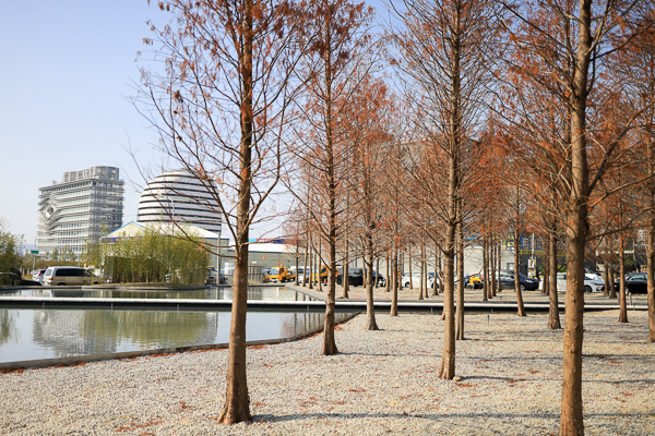 台中西屯國聚建設基地綠美化，落羽松森林、水池倒影，中央公園旁