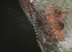 Treehugger (Tyriobapta torrida) f