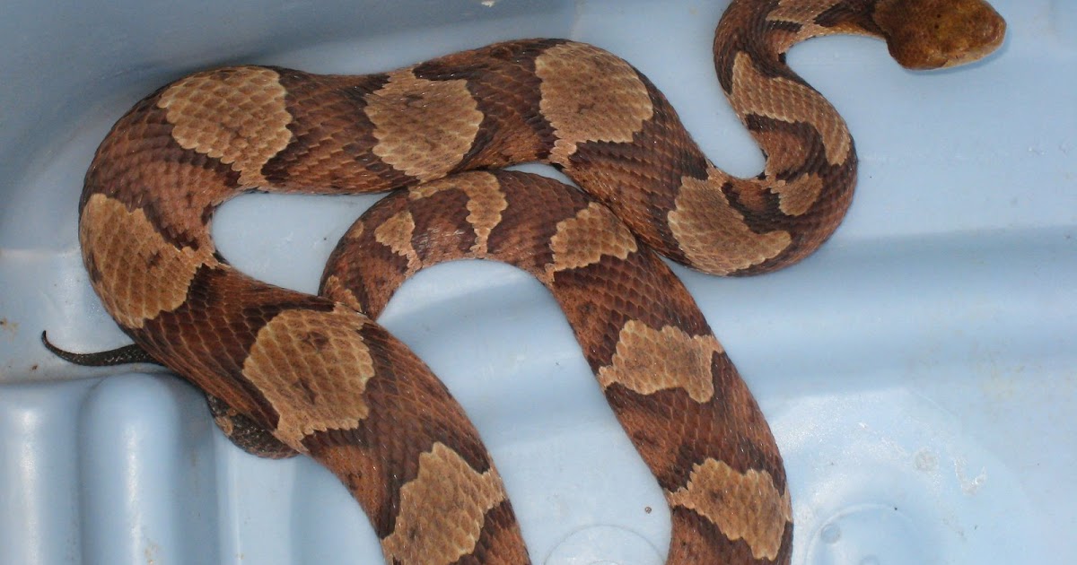From The Tennessee Plateau Snakes In The Glade