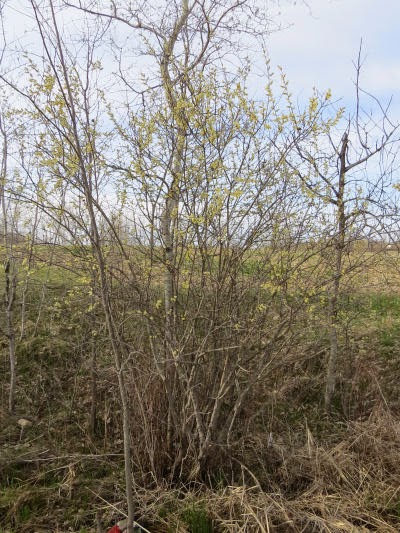 broad-leaf willow