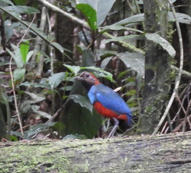 Southern-Papuan Pitta
