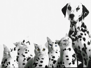 dalmatian puppy puppies breeds dog hound canine pooch canis bow-wow despicable fellow qen txakurra gos pas hond koer aso koira kutya hundur madra pets huisdieren animaux de compagnie Haustiere de companie husdjur Evcil Hayvan anifeiliaid anwes domace zvali augintiniai alagang hayop domaci zvirata kucni ljubimci animals domestics maskotak wallpaper