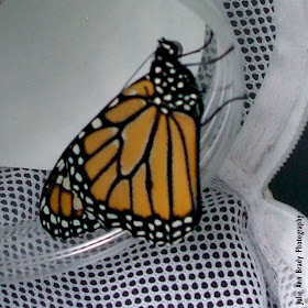 New Monarch Butterfly in 8 Days June 3, 2018