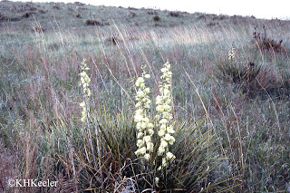 Yucca glauca in flower