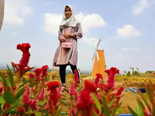 taman bunga Celosia