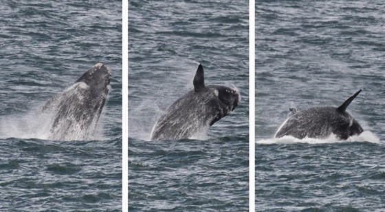 Whale