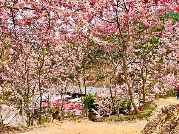 嘉義竹崎阿拉伯的粉紅村花旗木秘境，近400棵泰國櫻花免費入園