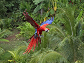 parrot_pictures