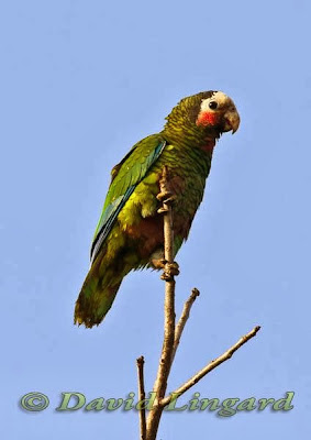 Amazona cubana: Amazona leucocephala