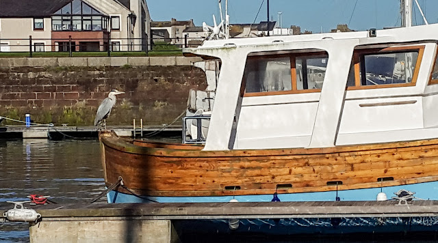 Photo of a heron posing for photos on a nearby boat