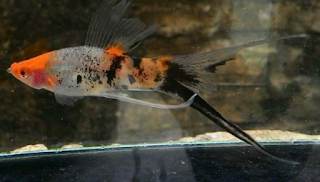 Sanke Swordtail