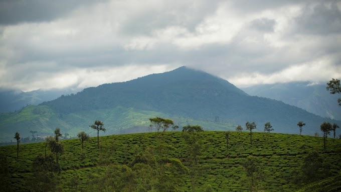 Manampalli Forest Valparai 