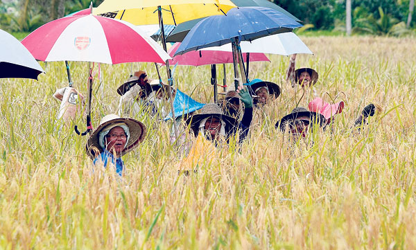 BORNEO BUMI KENYALANG: IBAN BORNEO