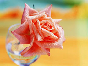 rose-petals-drops-dew-color-picture