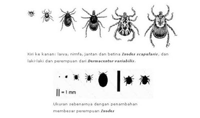 Waspada, Penyebaran Penyakit Lyme Melalui Gigitan Kutu