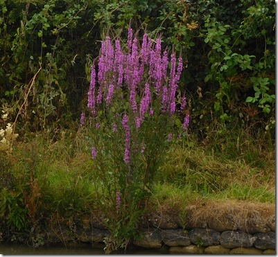 4 loosestrife lower shuckburgh