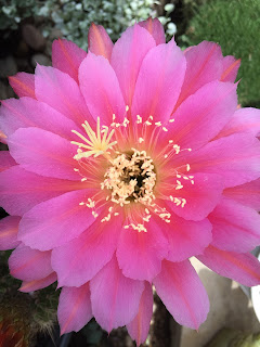 Cactus bloom