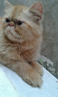 kucing persia peaknose extreme longhair