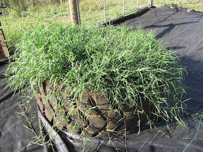 Durba Grass In Assamese- দুবৰি বনৰ উপকাৰিতা, ব্যৱহাৰ আৰু পাৰ্শ্বক্ৰিয়া
