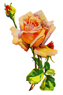 rose flower image botanical illustration