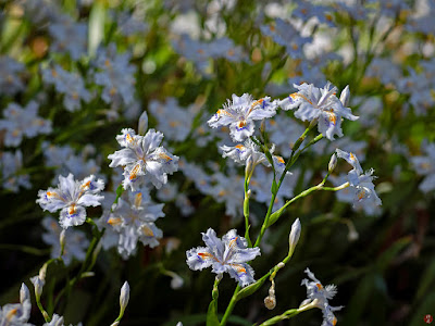 Shaga (Iris japonica) flowers: Jochi-ji