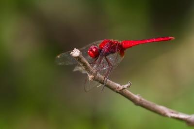 A photograph of a scarlet Basker taken in Thalangama, Sri Lanka