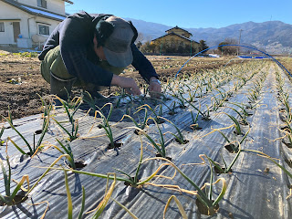 【20240213】タマネギの除草