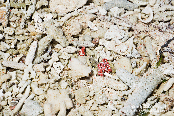 Santa Cruz Island Zamboanga Red Organ Pipe Coral