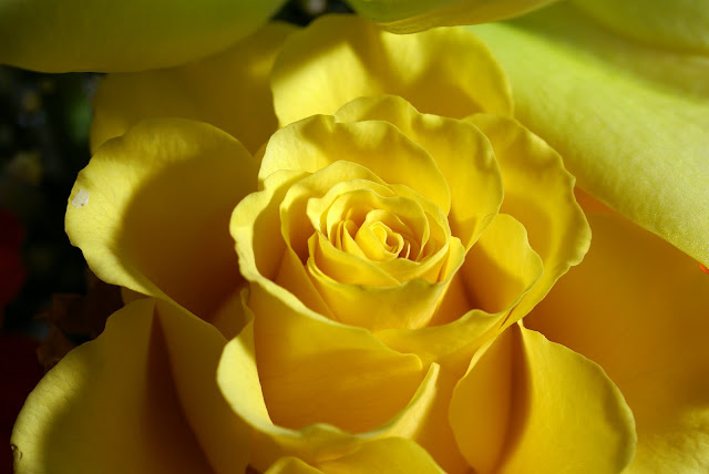 Yellow Roses