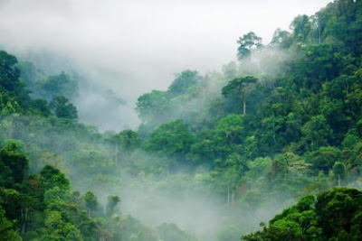 Hilangnya Hutan Tropis Dapat Mengurangi Curah Hujan Pintar Pelajaran Hilangnya Hutan Tropis Dapat Mengurangi Curah Hujan