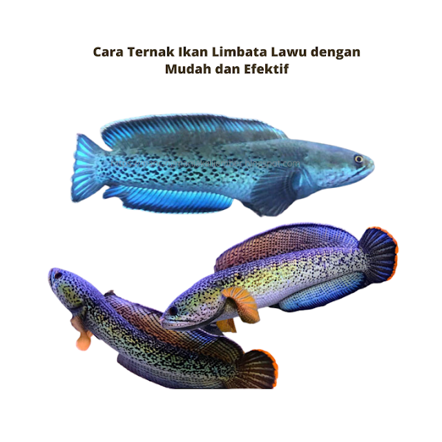 Cara Ternak Ikan Limbata Lawu dengan Mudah dan Efektif