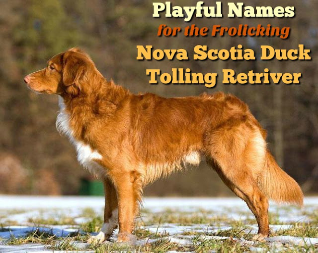 Names for the Nova Scotia Duck Tolling Retriever