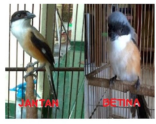 cendet madura, cendet mp3, suara burung cendet