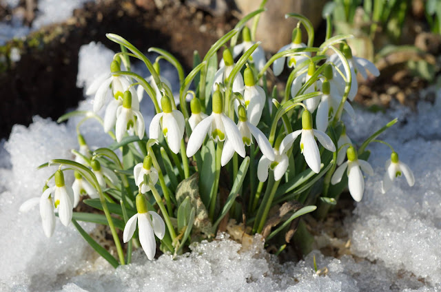 ghioceii sunt vestitorii primaverii