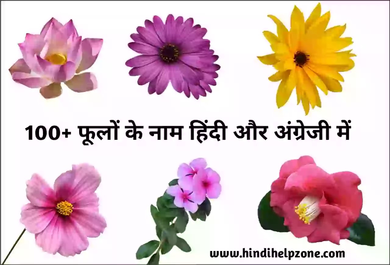 100 Flowers Name List In Hindi And English फ ल क न म Hindihelpzone