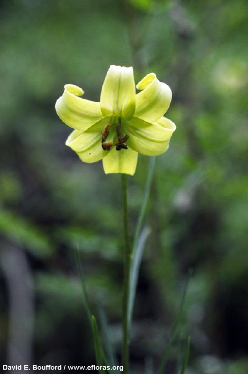Лилия желтоватая (Lilium xanthellum)