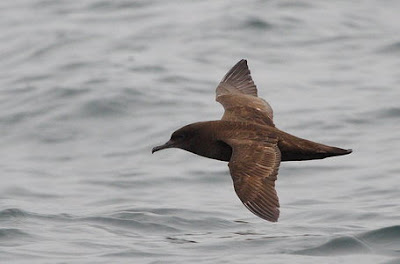 Pardela oscura Puffinus griseus