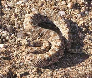 adder also known as the horned puff adder is a venomous