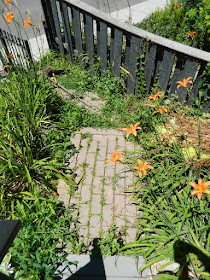 Leslieville Front Garden Summer Cleanup Before by Paul Jung Gardening Services--a Toronto Gardening Company