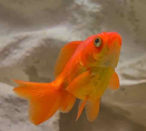 Fancy goldfish care